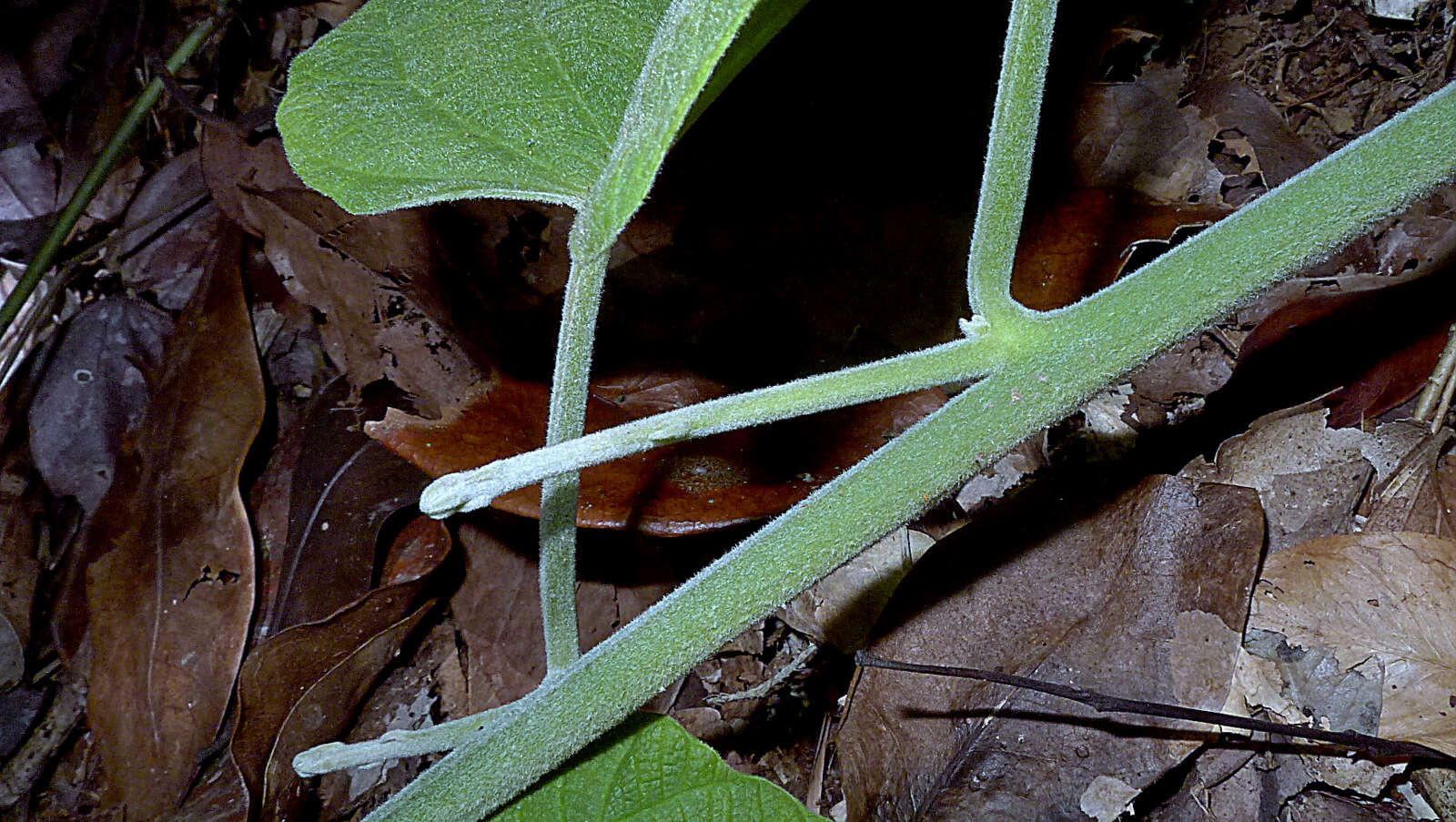 Image of Ipomoea philomega (Vell.) House