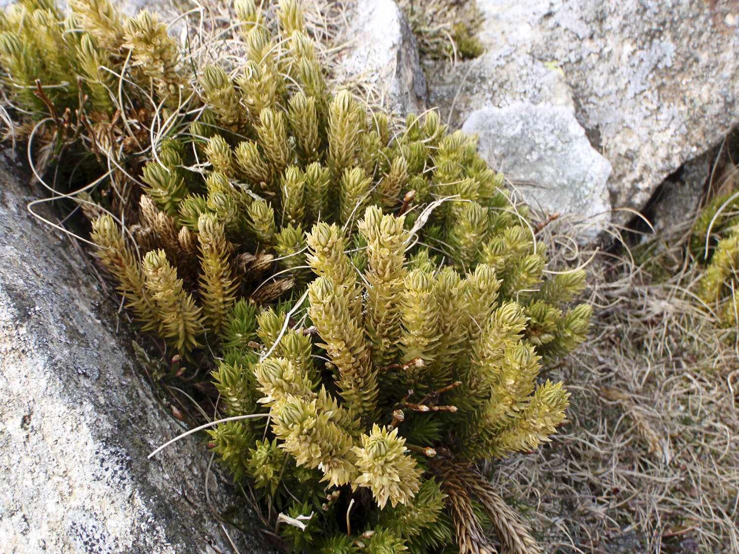 Image of clubmoss