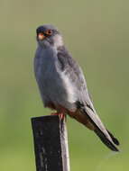 Image of Amur Falcon