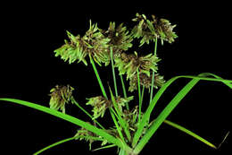 Image of Tall flatsedge