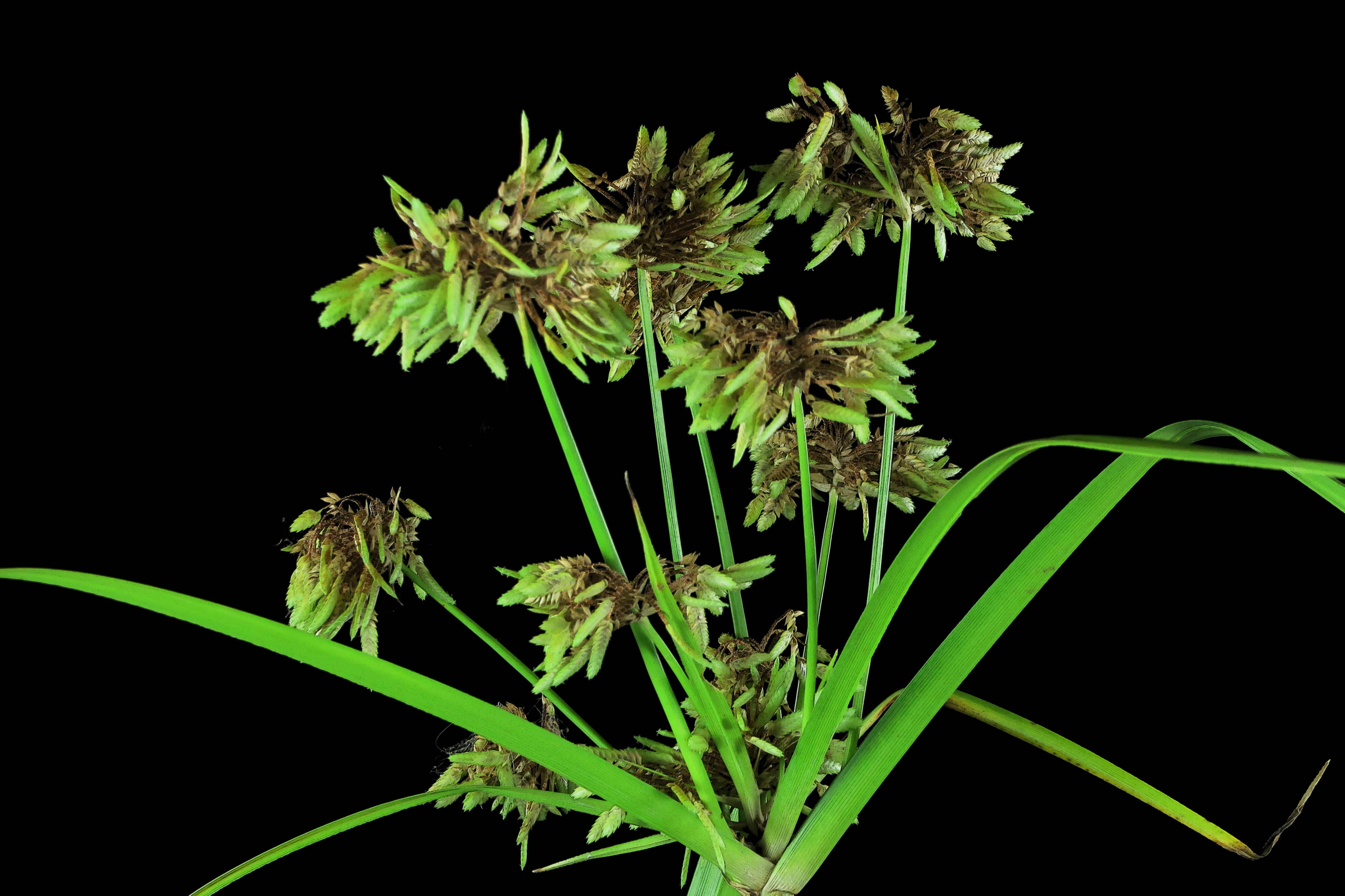 Слика од Cyperus eragrostis Lam.