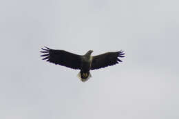 Image of White-tailed Eagle