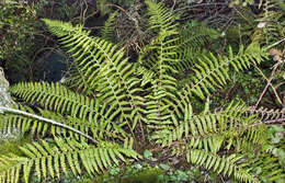 Image of Dryopteris affinis (Lowe) Fraser-Jenkins