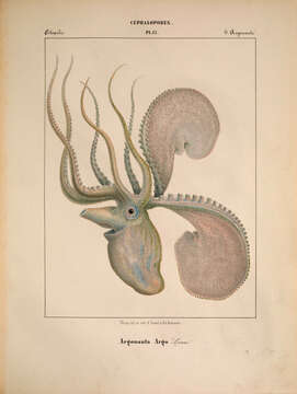 Image of Argonaut