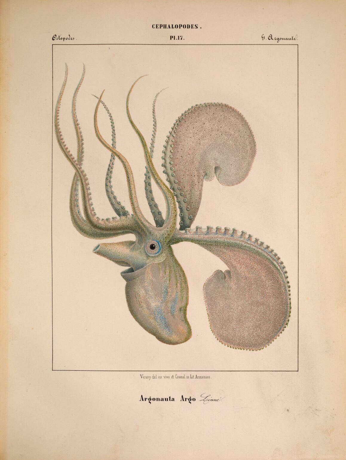 Image de Argonautoidea Cantraine 1841