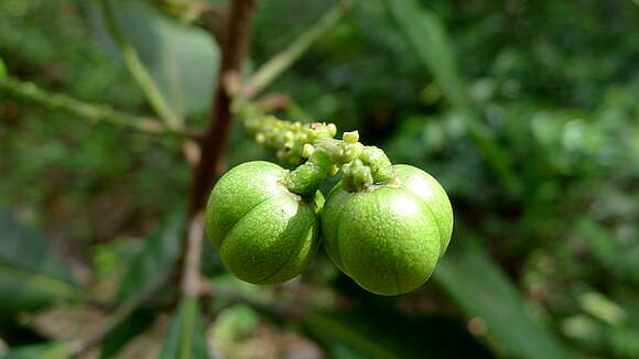 Image of Pausandra morisiana (Casar.) Radlk.