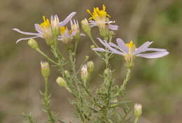 Plancia ëd Galatella sedifolia subsp. sedifolia