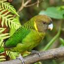 Image of Brehm's Tiger Parrot