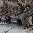 Image of Thamnophis sirtalis pallidulus Allen 1899