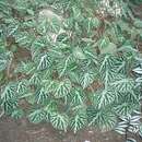 Image of Begonia imperialis Lem.