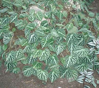 Image of Begonia imperialis Lem.