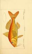 Image of Upeneichthys