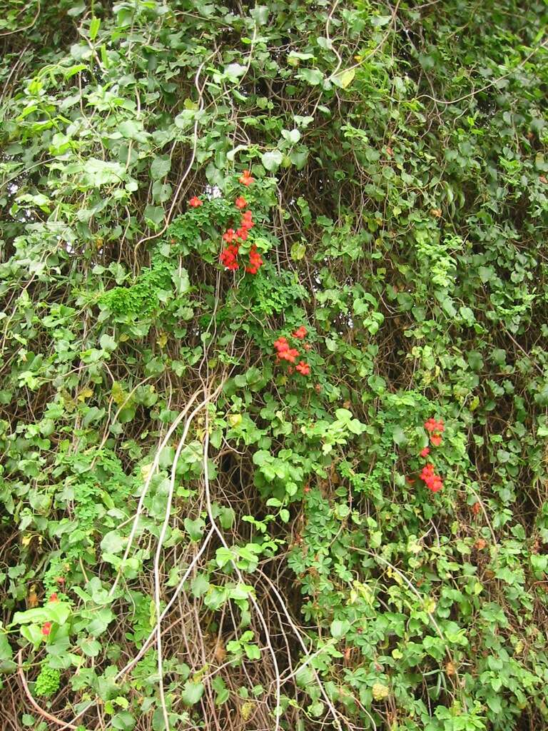 Image of nasturtium