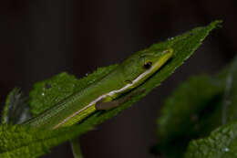 Image of Grass lizards