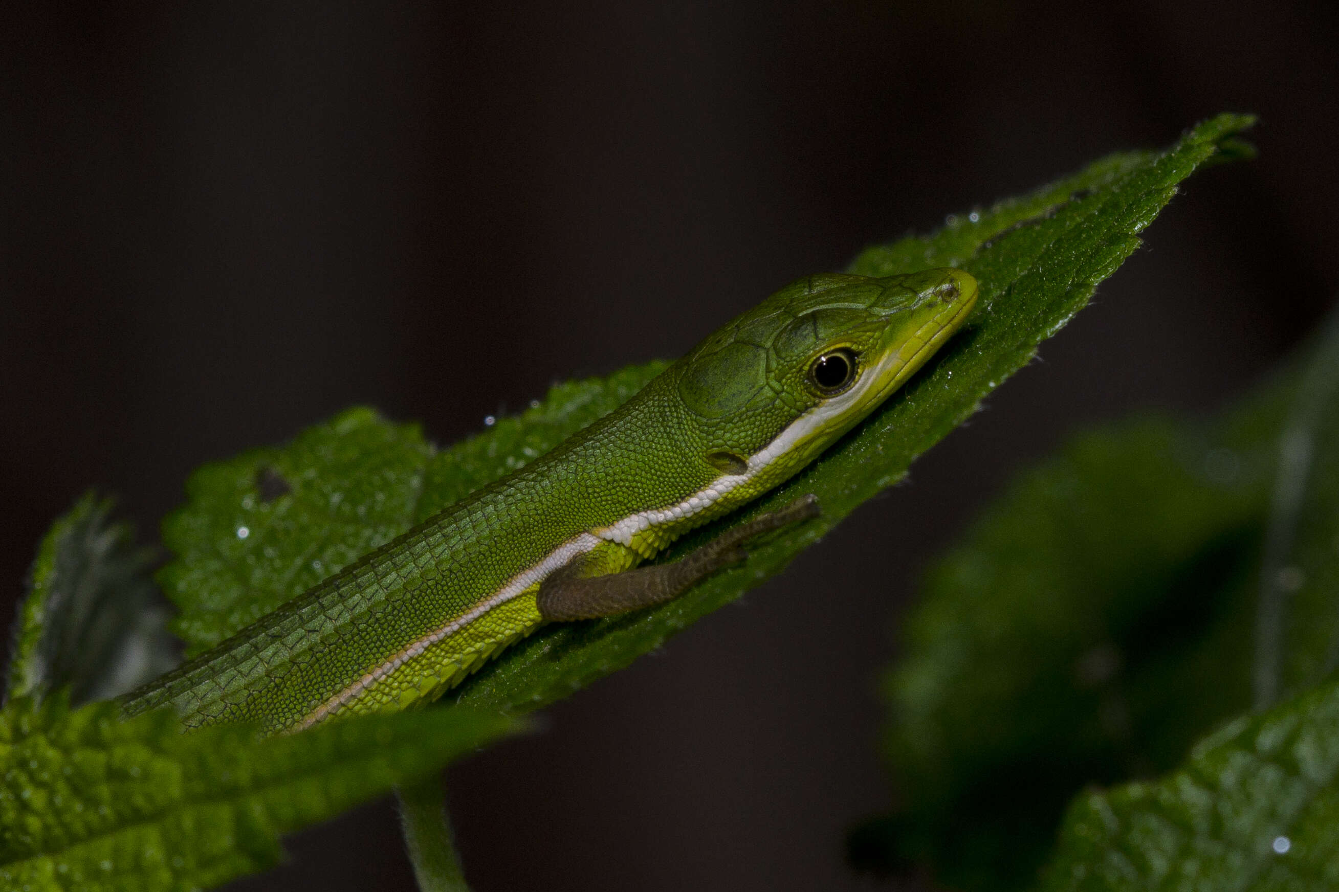 Image of Grass lizards