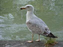 Larus Linnaeus 1758 resmi