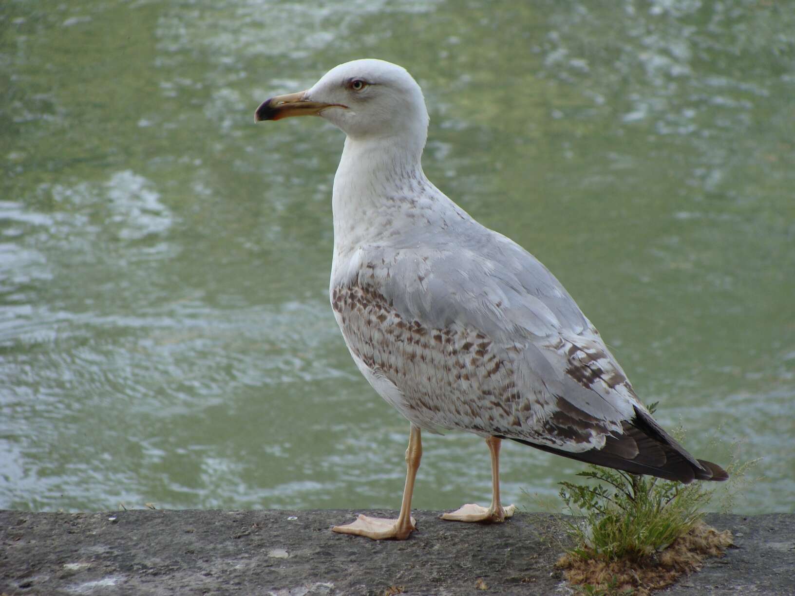 Слика од Larus Linnaeus 1758