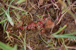 Imagem de Drosera burmannii Vahl