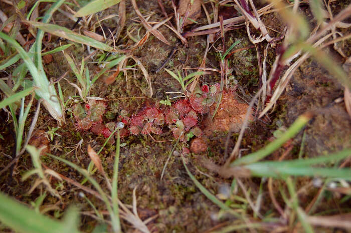 Image of tropical sundew