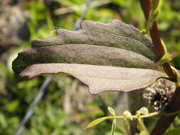 Image of Florida Indian plantain