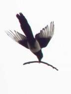 Image of magpie