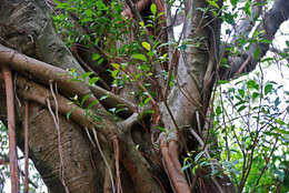 Image of Ficus