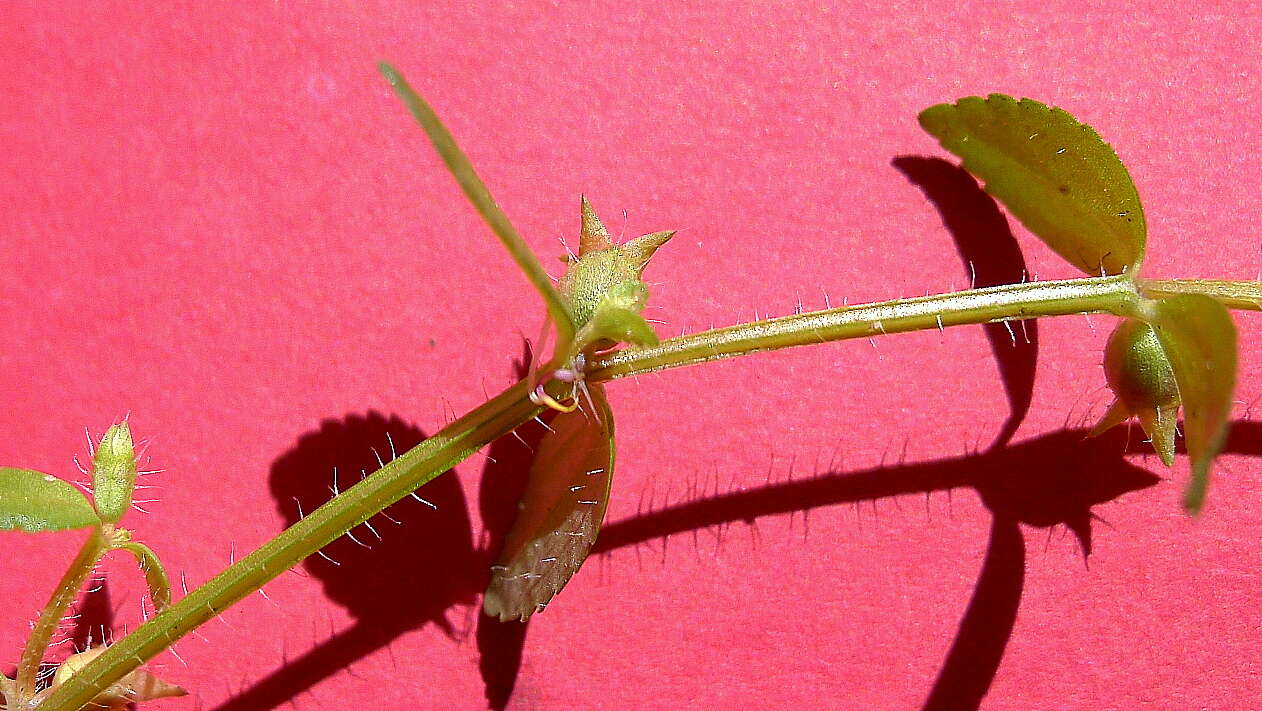 Image of Acisanthera hedyotidea (C. Presl) Triana