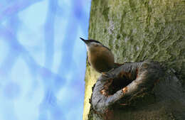 Image of Eurasian Nuthatch