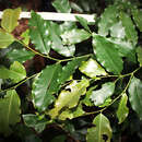 Image of Annona gracilis R. E. Fr.