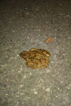 Image de grenouille rousse