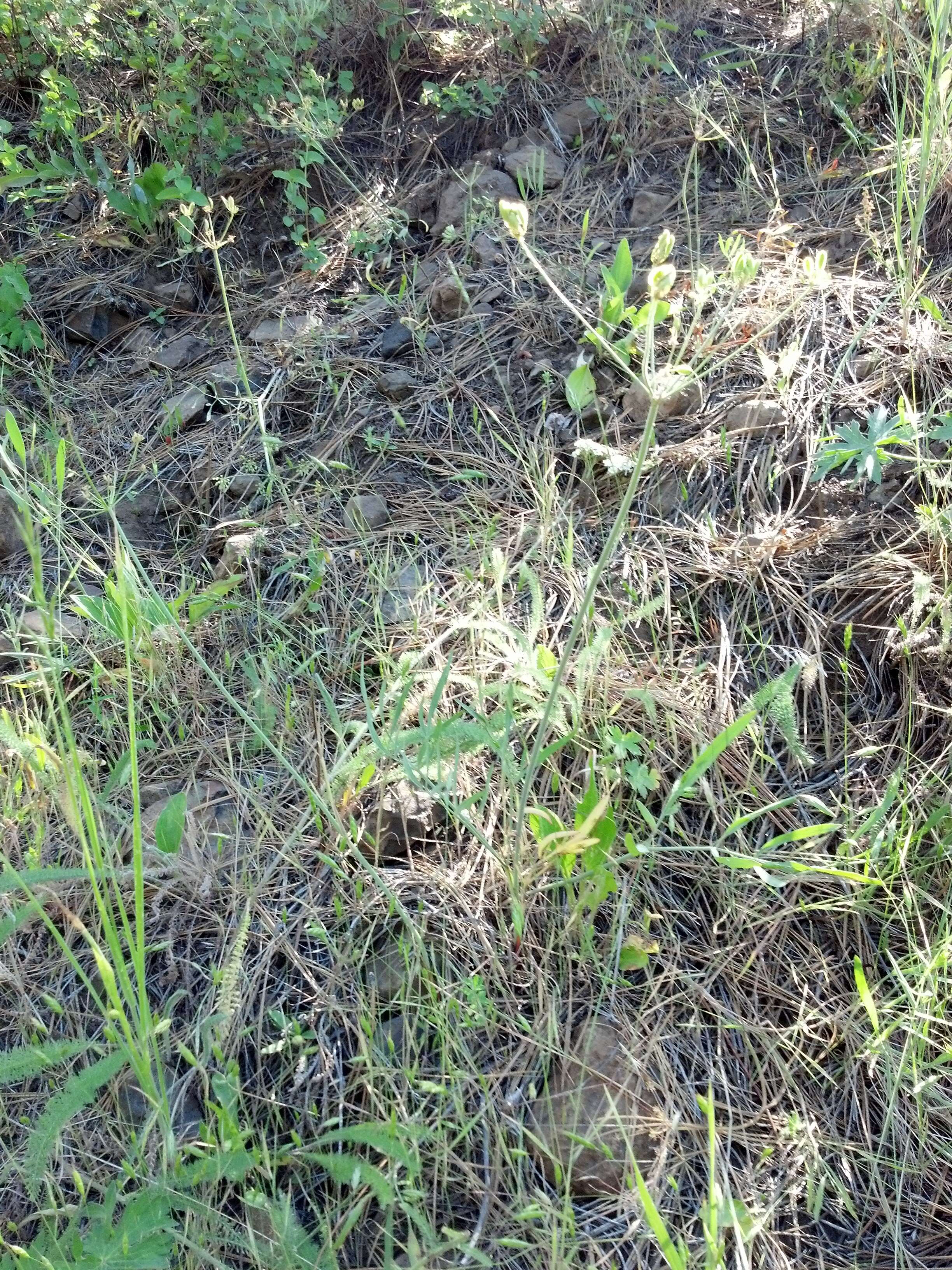 Image of Great Basin desertparsley