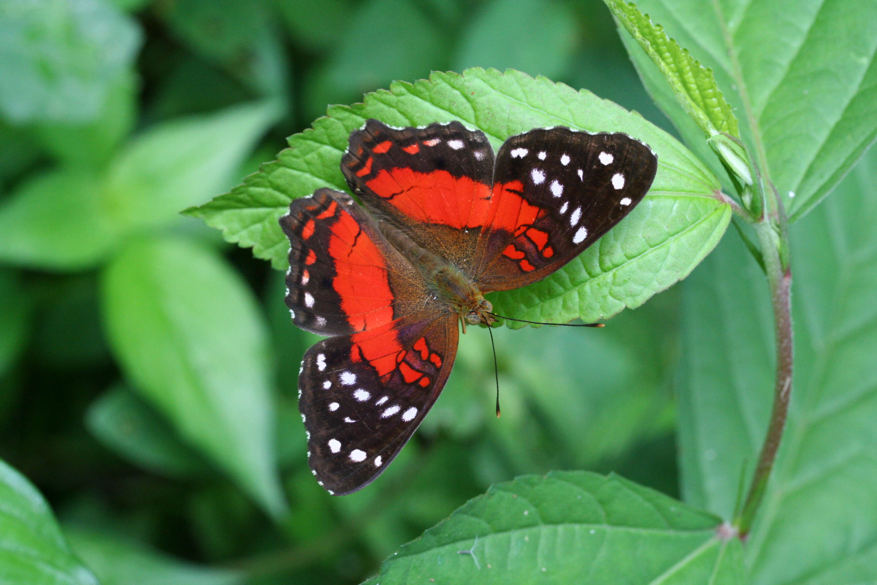 Слика од Anartia amathea Linnaeus 1758