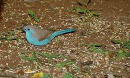 Image of Blue Waxbill