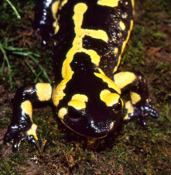 Image of Common Fire Salamander