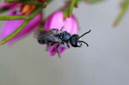 Lasioglossum brunnesetum Walker 1995 resmi