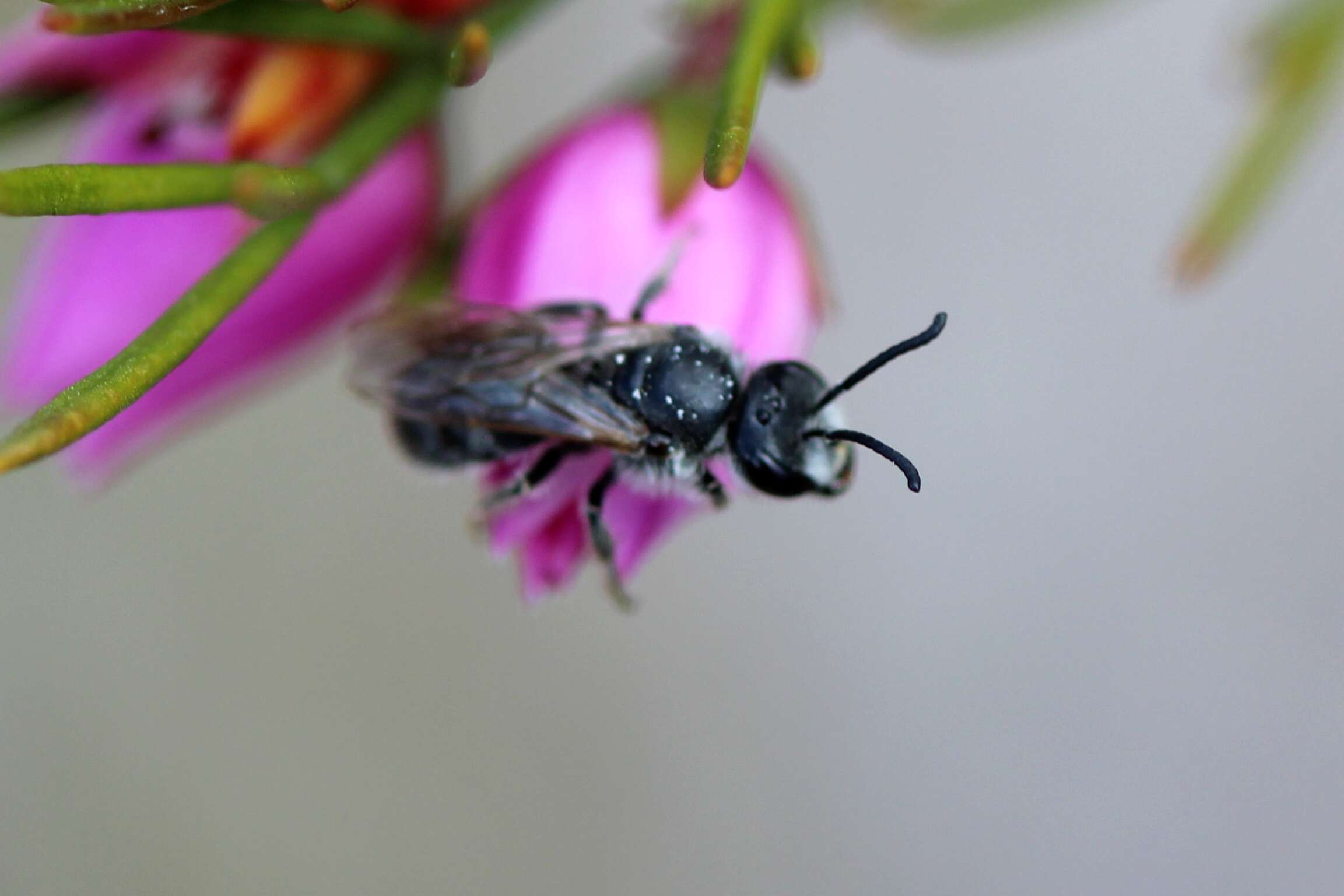 Image of Lasioglossum brunnesetum Walker 1995