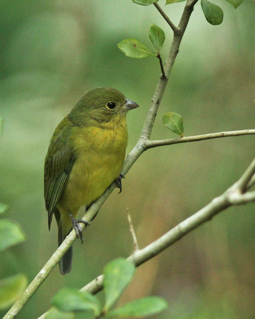 Image of Painted Bunting