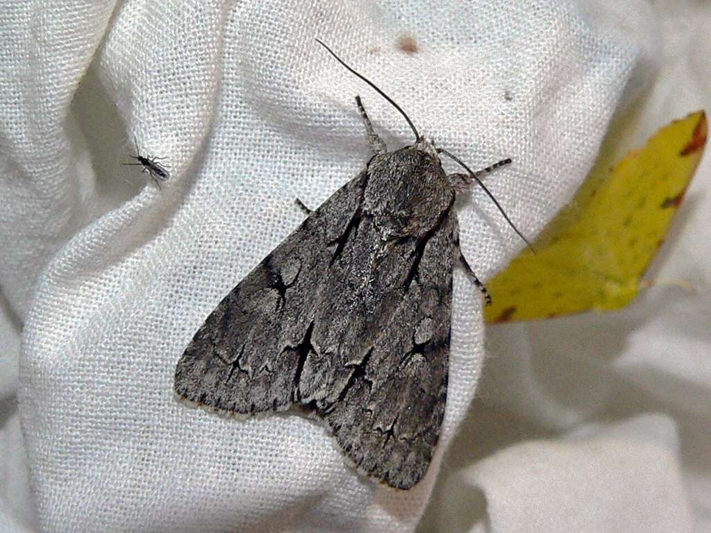 Image of Dagger Moths