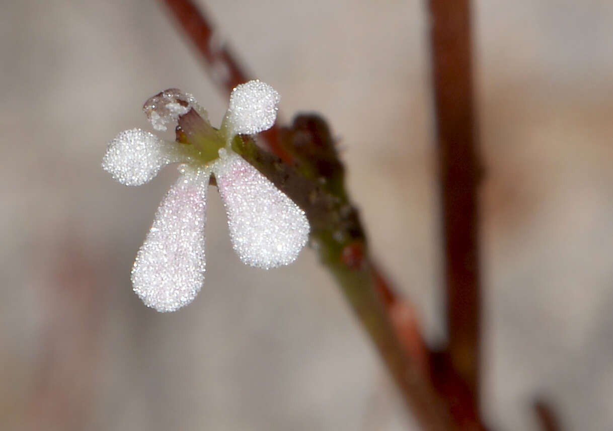 Image of Stylidium beaugleholei J. H. Willis