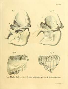 Image of Elephas indicus