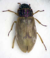 Image of Helophorus (Rhopalohelophorus) brevipalpis Bedel 1881