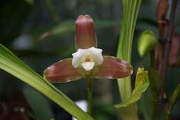 Image of lycaste