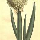 Image of welsh onion