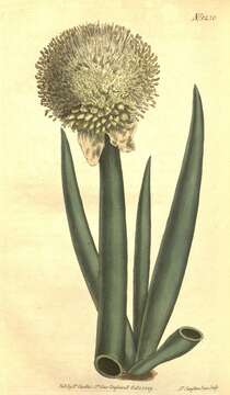 Image of welsh onion