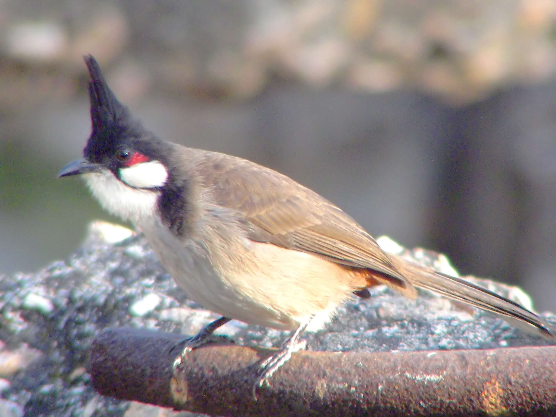 Image of Red-whiskered Bulbul