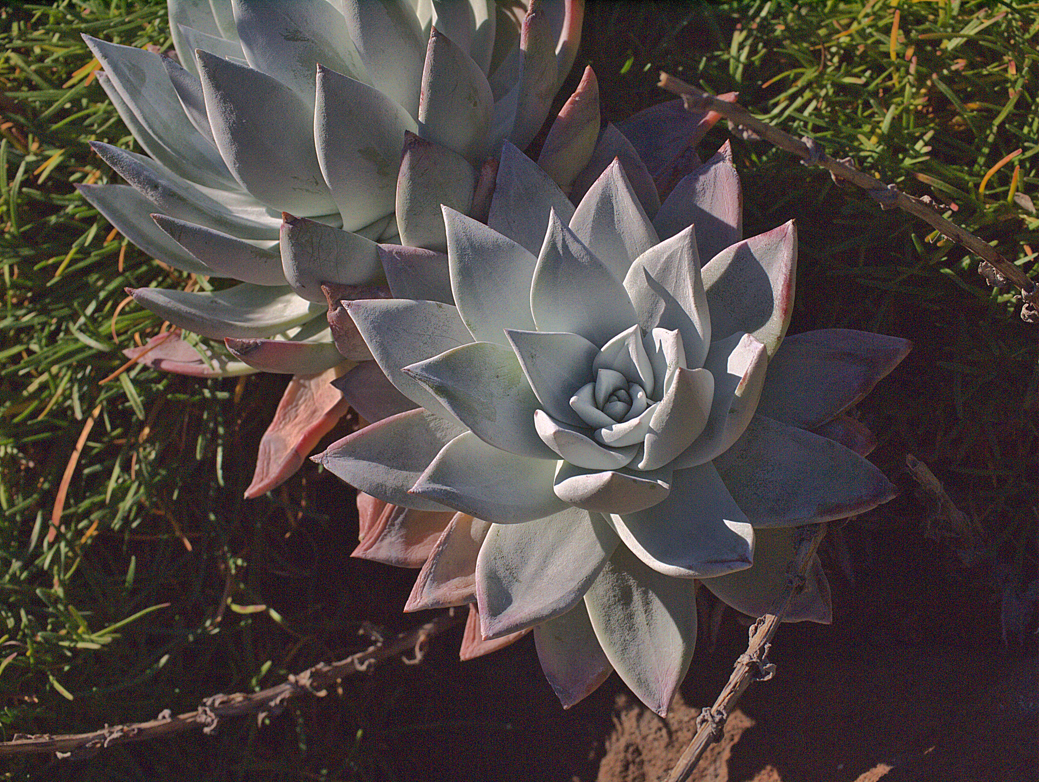 Image of Dudleya