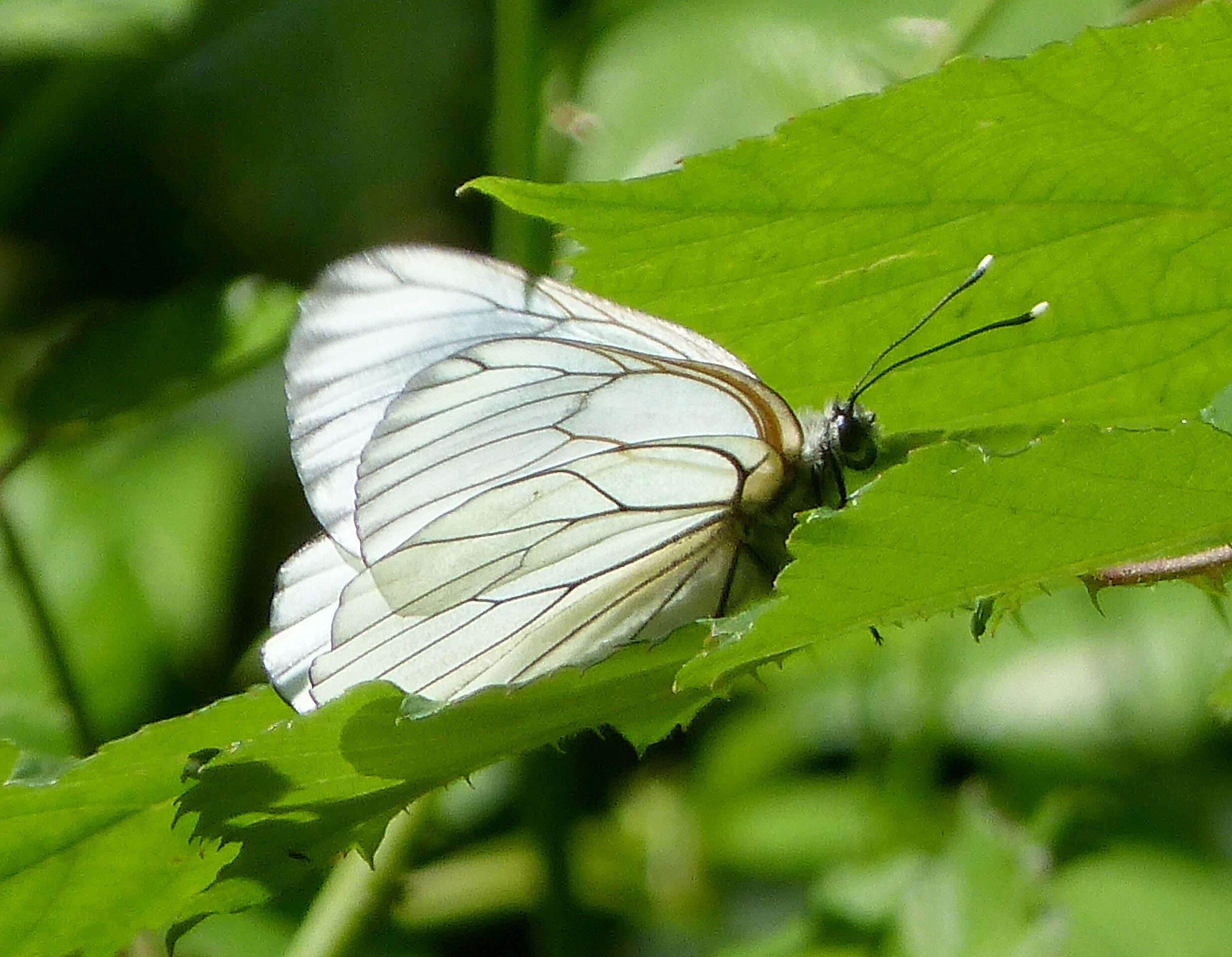 Image of Black-veined White