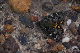 Image of Castniidae