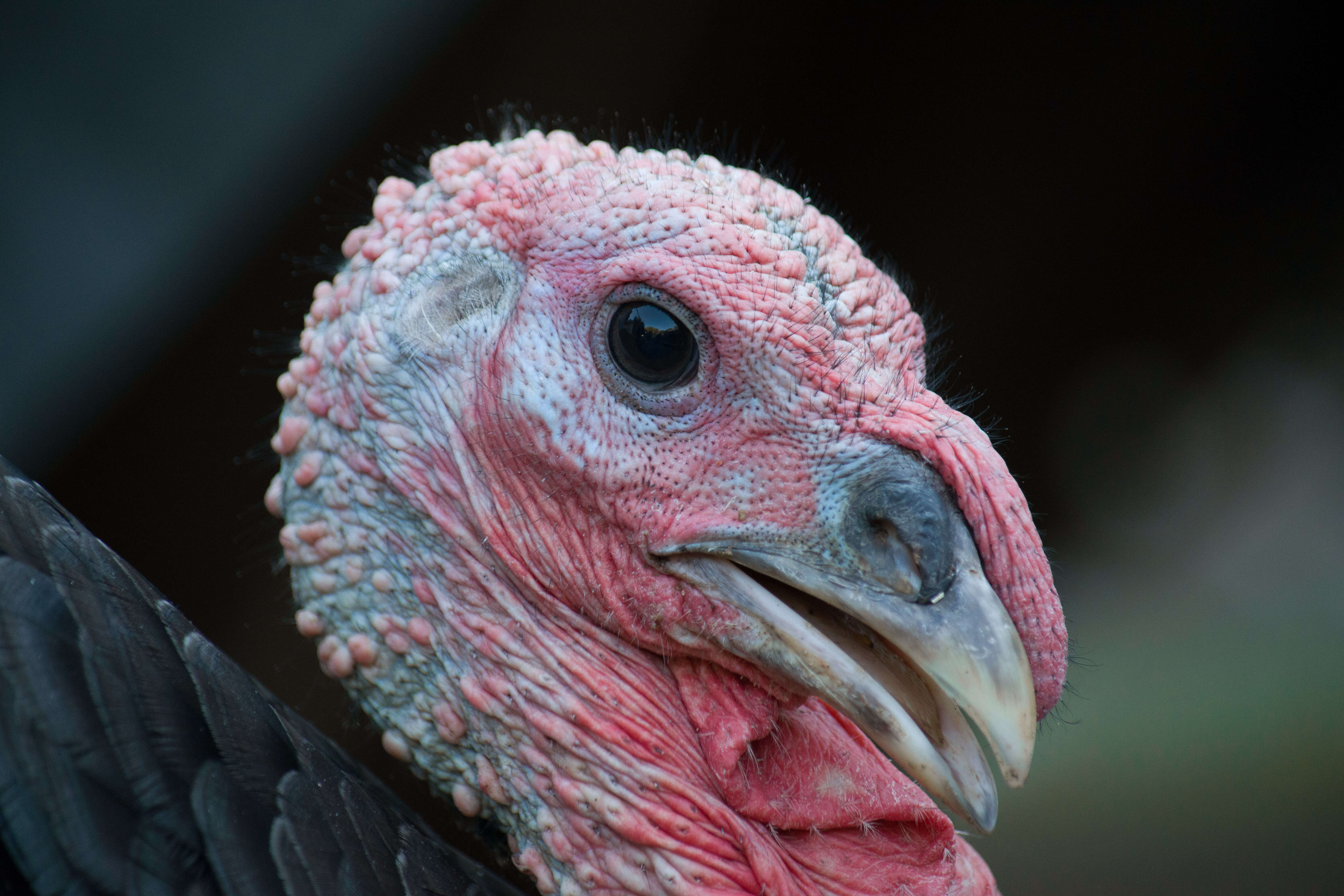 Image of turkey