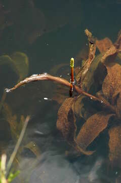 Image of alpine pondweed